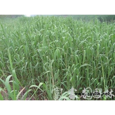 批發小苗 垂枝丁香 各種規格垂枝丁香 觀花綠植 樹形優美 根系好易成活 歡迎來電咨詢