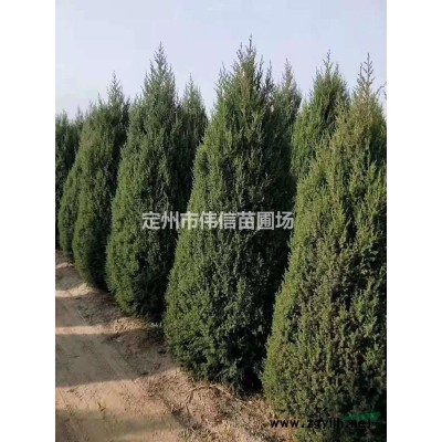 花石榴，叢生石榴產地，河北叢生石榴價格