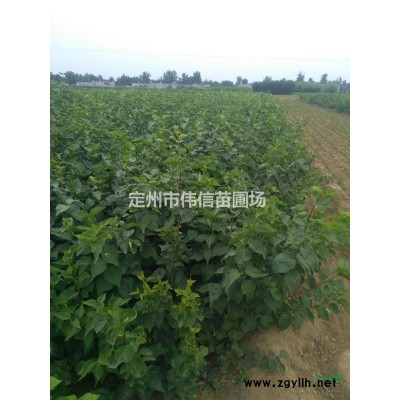 河北連翹 連翹基地 連翹價格 保定連翹 連翹價格行情