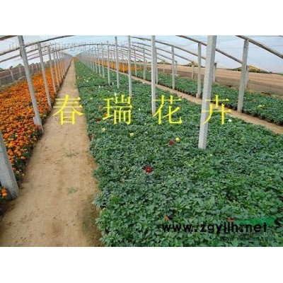 石榴樹，花石榴，果石榴樹
