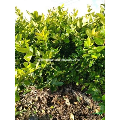 江蘇常州紫葉小檗*新報價/紫葉小檗基地圖片/紅葉小檗批發供應