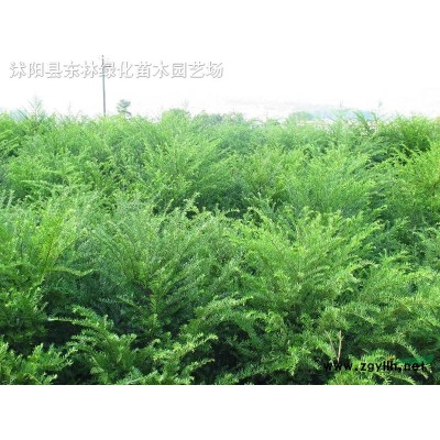 金葉女貞 小檗 黃楊 水蠟 紅瑞木 衛(wèi)矛 連翹 檜柏