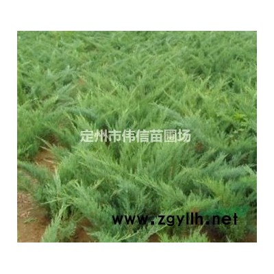 紅瑞木介紹，河北紅瑞木價格，河北紅瑞木產地，保定紅瑞木報價