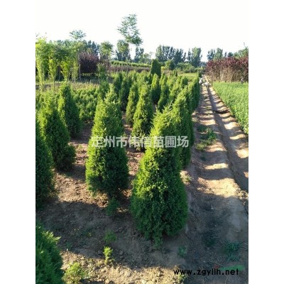 紅瑞木，河北紅瑞木種植基地
