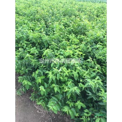 紅瑞木簡介，河北紅瑞木基地