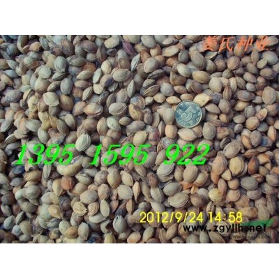 云南黃馨南迎春花江蘇紅王子錦帶紅瑞木木槿連翹棣棠*新報(bào)價(jià)