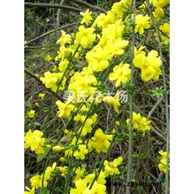 沭陽(yáng)黃馨連翹棣棠迎春價(jià)格便宜沭陽(yáng)紅瑞木木槿行情不錯(cuò)
