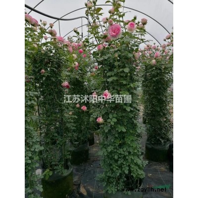 雪松、北京月季、黃楊、紅葉李、紅繼木、 紅瑞木，美人梅、黃金