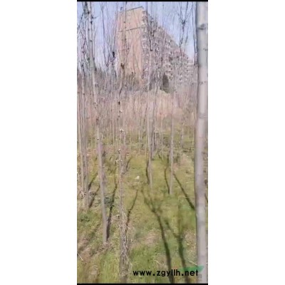 連翹苗連翹小苗批發基地山西的連翹小苗數量多大量出售連翹小苗