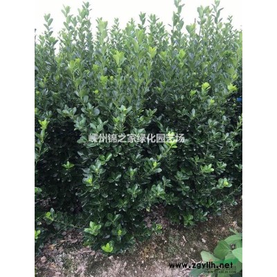 浙江茶梅柱便宜，茶梅球批發，球型密實，規格*質量好