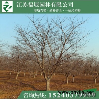 連翹叢生 東北連翹 黃老虎小苗 多分枝連翹批發(fā)供應