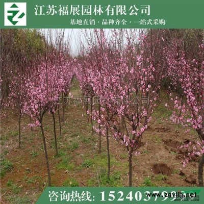 江蘇連翹，黃老虎3信息