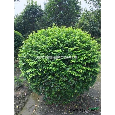 長期供應(yīng)各種各個(gè)茶梅苗、茶梅球
