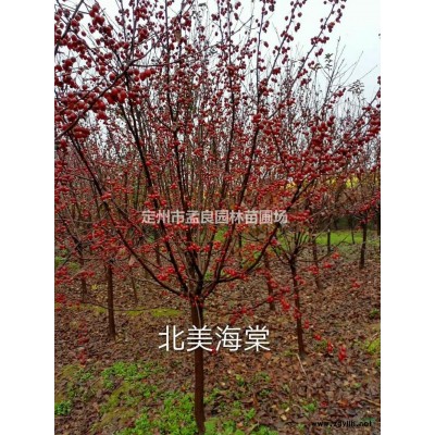銷售；叢生金葉榆，沙地柏，側(cè)柏，連翹，金銀木