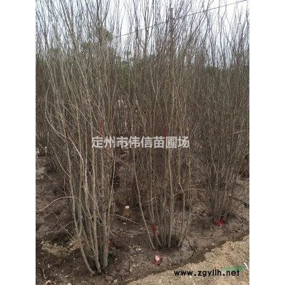 連翹的園林應用，連翹產地，連翹價格，河北連翹