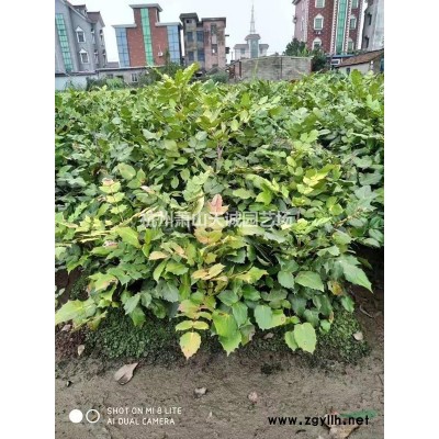 花石榴/叢生花石榴/單桿花石榴/獨桿花石榴D3-8大量供應(yīng)