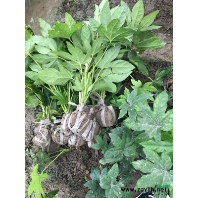 供應叢生苗花石榴P80-200，分枝均勻蓬型好