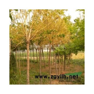 江蘇連翹苗，連翹小苗，連翹綠化小苗*新報(bào)價(jià)/連翹苗，連翹小苗，連翹綠化小苗圖片