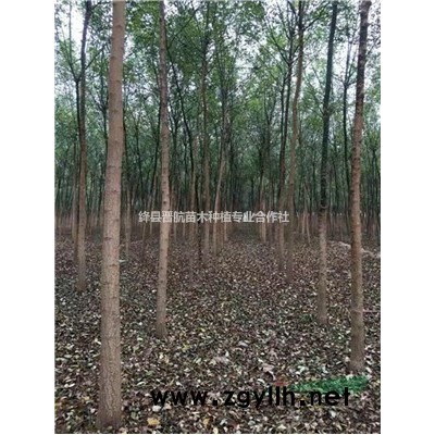 藥用高產連翹苗 連翹苗價格 2年連翹苗價格 連翹苗多少錢一株？