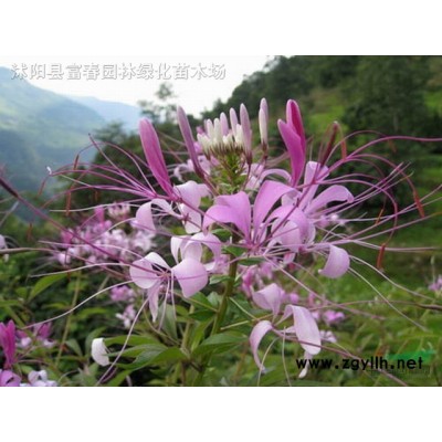 花葉假連翹小苗 花葉假連翹袋苗 基地直銷 大量批發