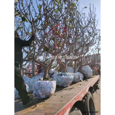 大小規(guī)格紅瑞木 江蘇紅瑞木價格 紅瑞木農(nóng)戶基地