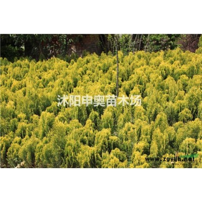 江蘇基地供應連翹球，榆葉梅球，黃刺玫球，灑金柏球，黃金柏球