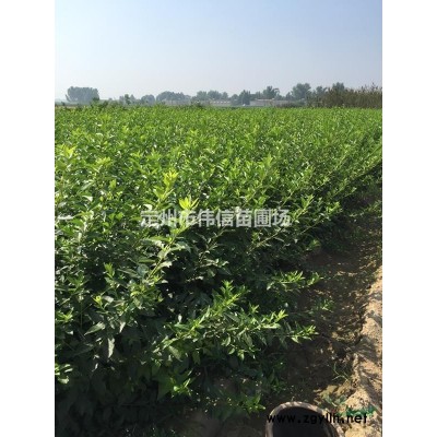 紅瑞木，紅瑞木價格，紅瑞木基地，河北紅瑞木