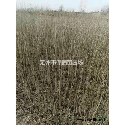 紅瑞木大量現貨供應_紅瑞木綠化*選_紅瑞木超低價