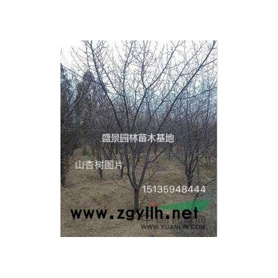 連翹苗價格，0.5公分連翹苗，0.7公分連翹苗價格裝車多少錢