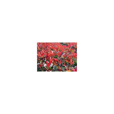 低價供應榆葉梅.紅瑞木.迎春.連翹.青竹