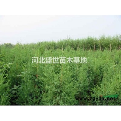優(yōu)質的紅瑞木種植基地 精心培育紅瑞木