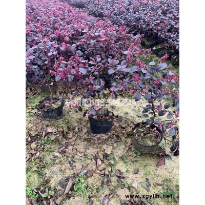 *低價供應茶梅，浙江杭州蕭山苗圃自產自銷