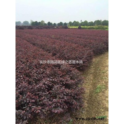 湖南茶梅地苗 杯苗高25—35  苗苗粗壯  量大價優