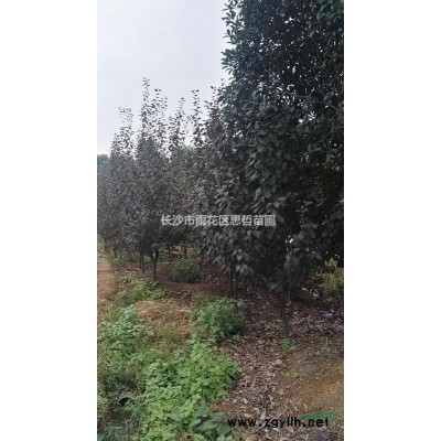 大小規格茶梅  基地直供 價格實惠