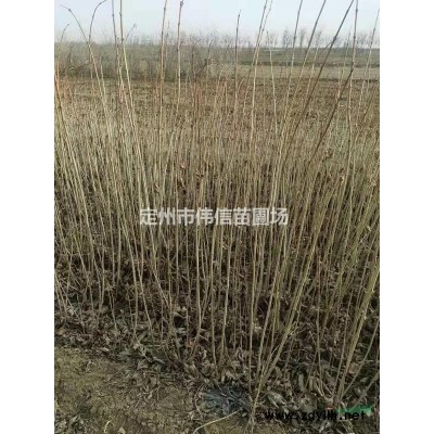 苗圃直銷連翹