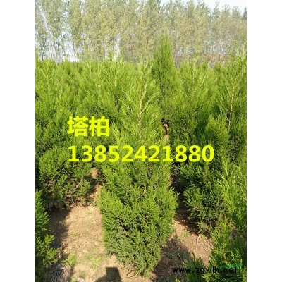 江蘇連翹價格，江蘇連翹小苗價格，東北連翹價格，數(shù)量大