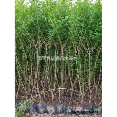 陜西連翹苗批發(fā)優(yōu)質高50-80量大 陜西哪里賣連翹杯苗便宜