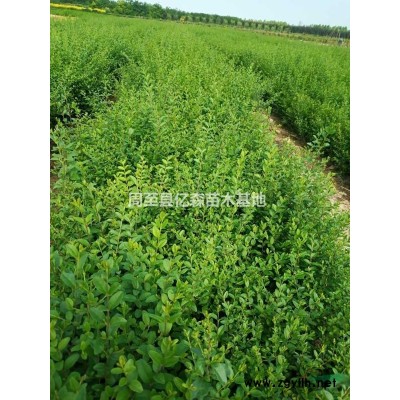 陜西連翹基地 西安連翹批發(fā) 周至黃花連翹特價促銷