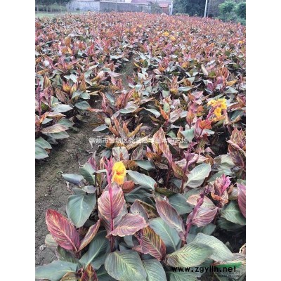 【江蘇地被草花基地直銷】常夏石竹，玉簪，紅瑞木，美人蕉等
