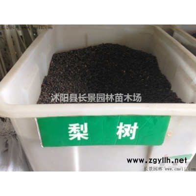 供應60--150公分紅瑞木
