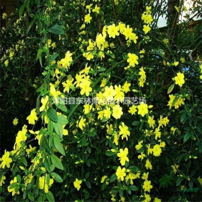 連翹,迎春,衛(wèi)矛,扶芳藤,紫葉桃,桂花.大葉黃楊.繡線菊，瓜