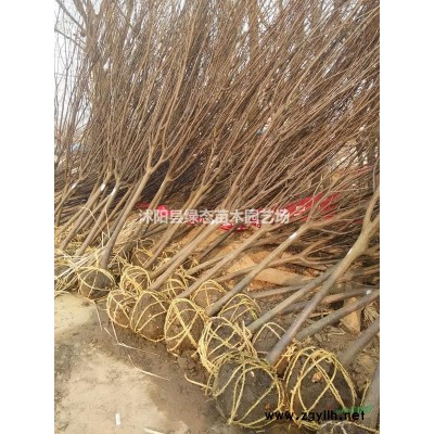 批發(fā)50公分紅瑞木價格優(yōu)惠，規(guī)格全