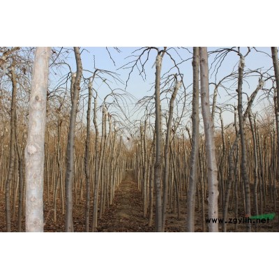 供應優(yōu)惠的紅瑞木 價格優(yōu)惠 成活率高