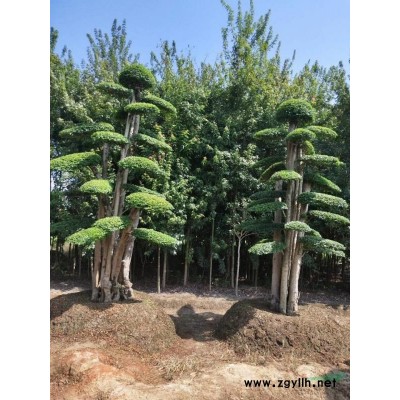 茶梅小苗報(bào)價(jià)，茶梅小苗直銷，茶梅杯苗*新價(jià)格