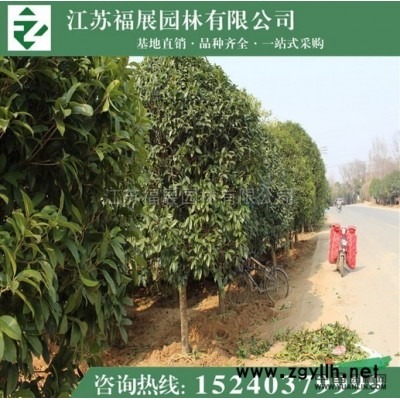 江蘇連翹，黃老虎2信息