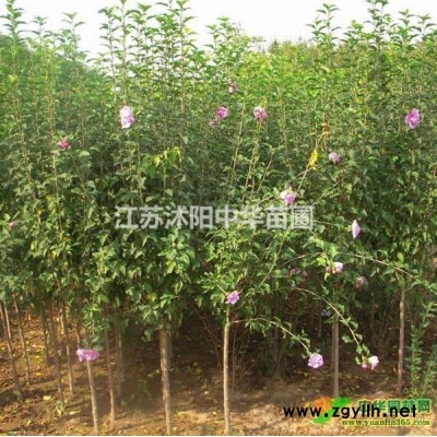 毛鵑，茶梅，香樟，廣玉蘭，紫薇，含笑，樂(lè)昌含笑，楊