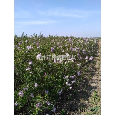 河北大顆連翹批發基地，連翹直銷基地