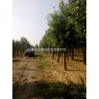 供應(yīng)中華壽桃，紅梅，臘梅，櫻花，晚櫻，流蘇，竹子