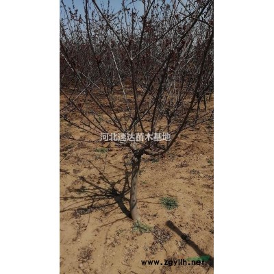 紅瑞木綠籬，紅瑞基地，叢生紅瑞木