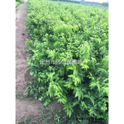 紅瑞木簡介，河北紅瑞木價格，河北優質紅瑞木種植基地